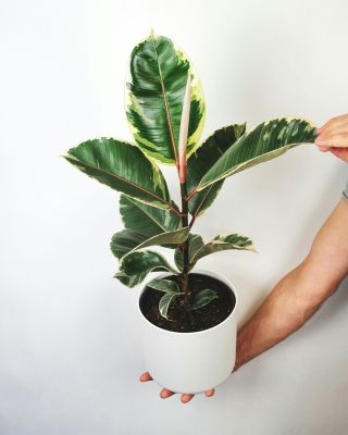 Ficus Plant Care