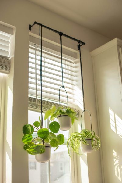 10 Tough Indoor Plants You Can’t Kill