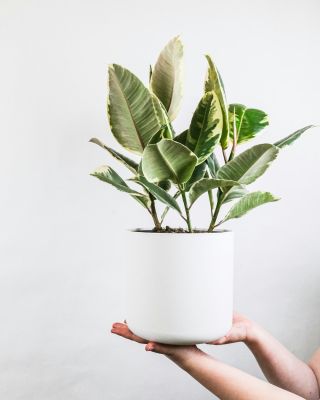 Ficus Plant Care