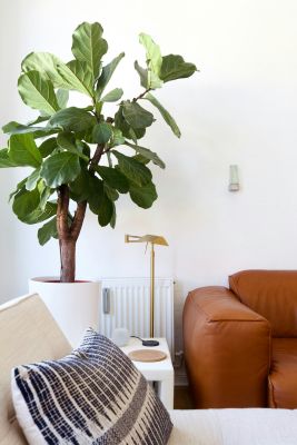 Ficus Plant Care