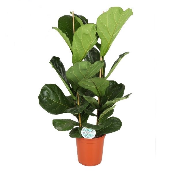 24cm Ficus Lyrata (2pp)