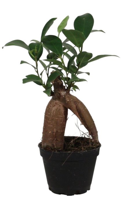 6cm Ficus Ginseng Retusa 