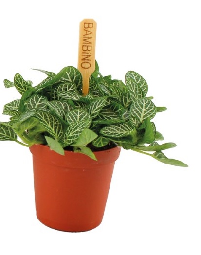 6cm Fittonia Verschaffeltii