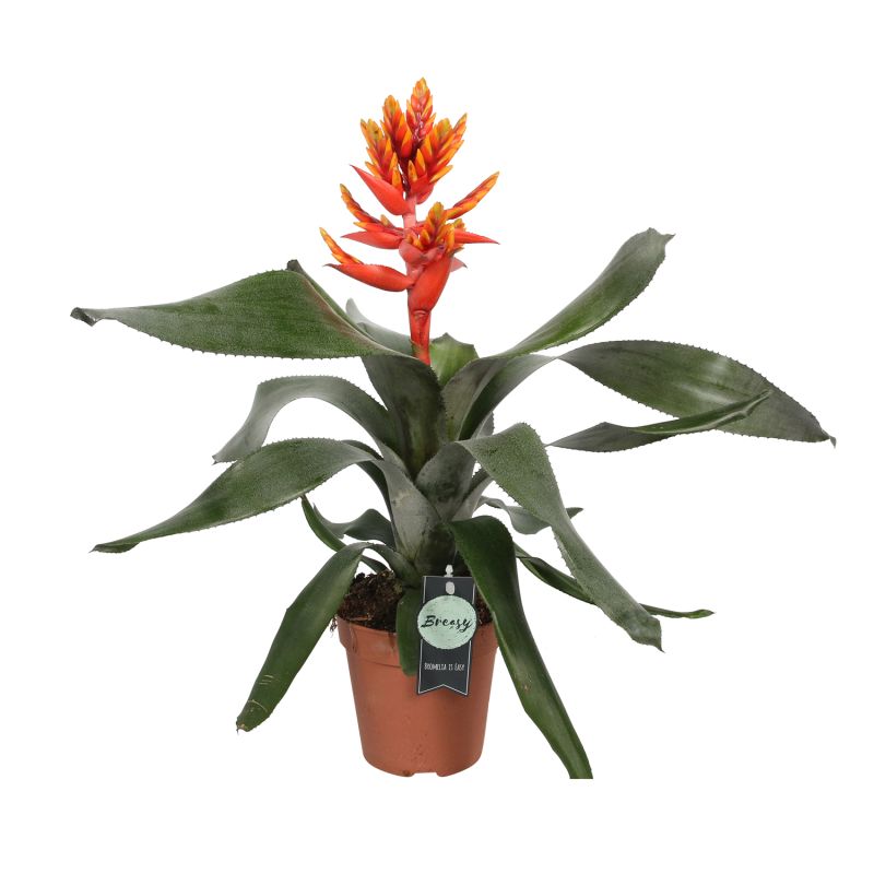 Caring for Bromeliads: Tropical Beauty in your Home