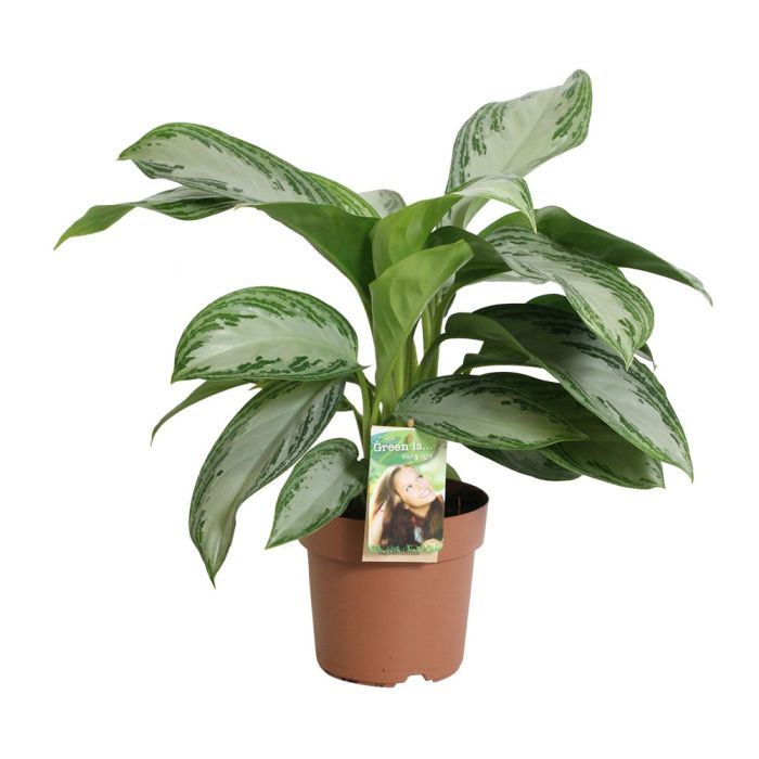 Aglaonema 'Silver Bay'