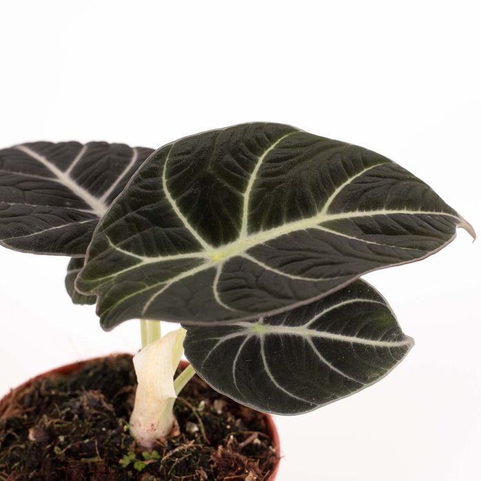 Alocasia 'Black Velvet'