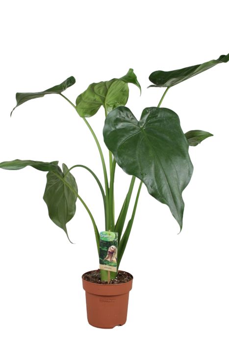 Alocasia Cucullata