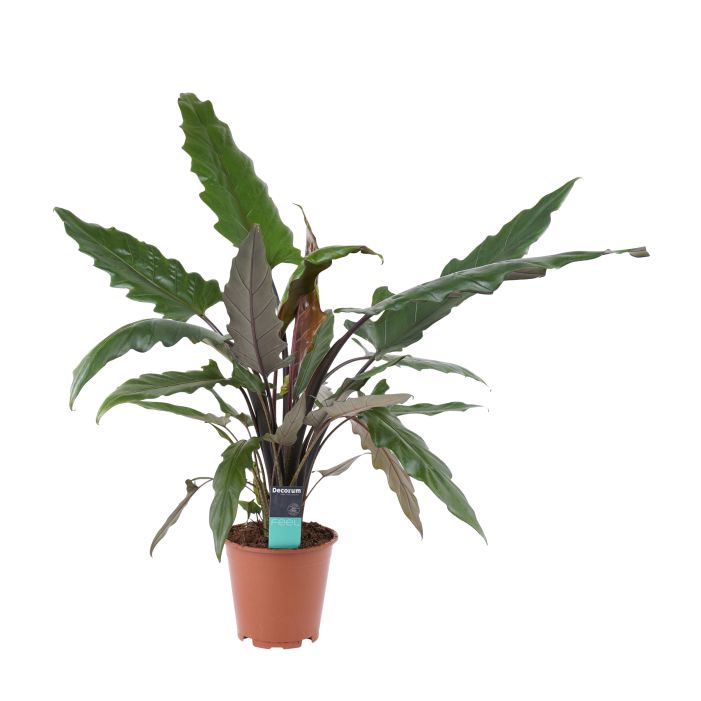 Alocasia Lauterbachiana  
