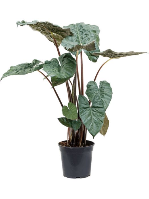 Alocasia sarawakensis 'Yucatan princess'