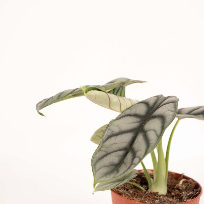 Alocasia Silver Dragon