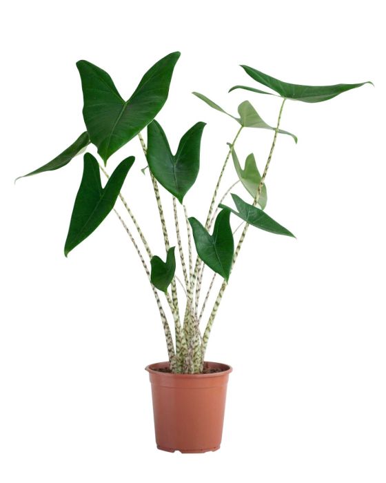 Alocasia Zebrina