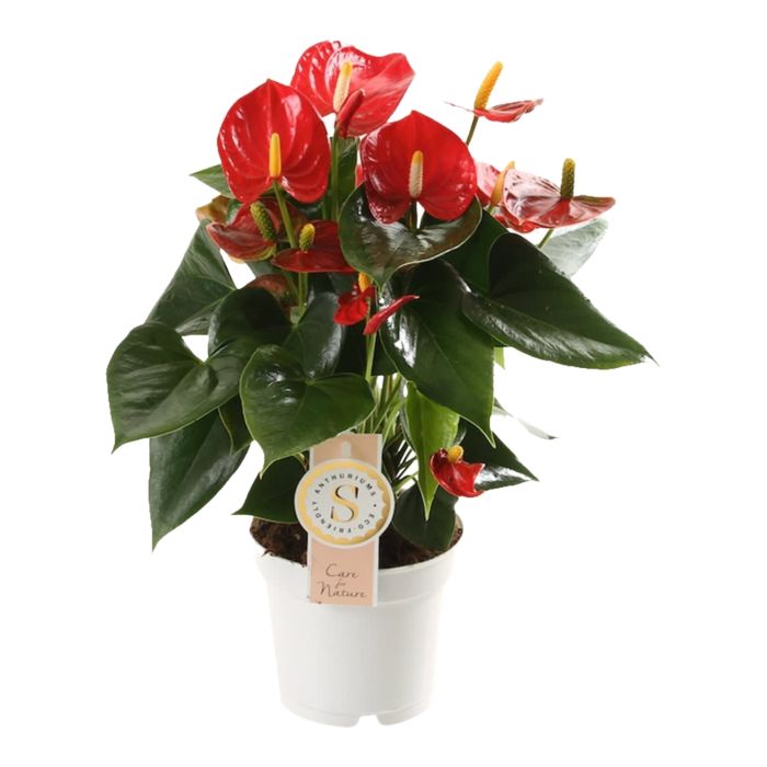 Anthurium "Red Champion"