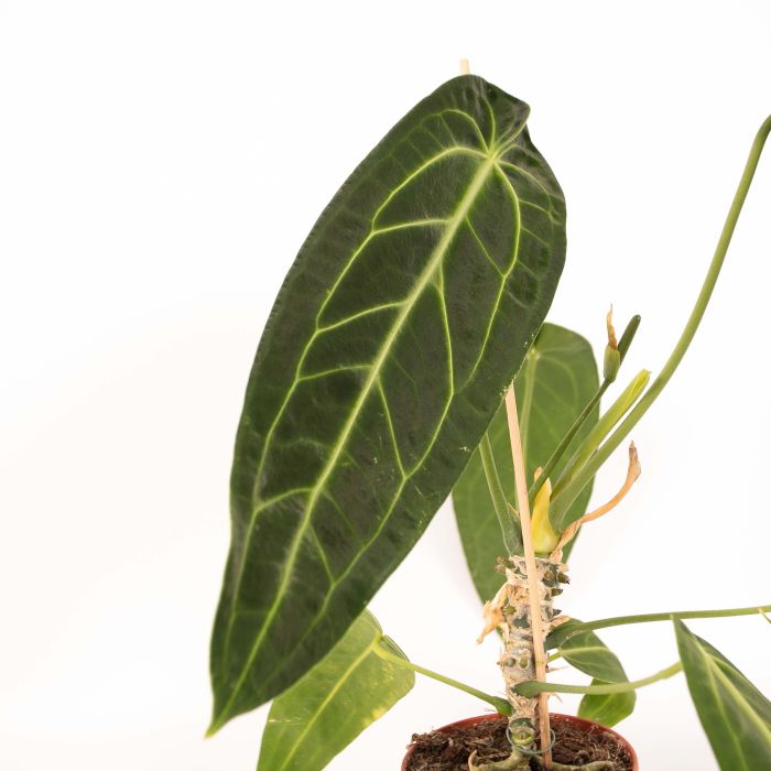 Anthurium Warocqueanum