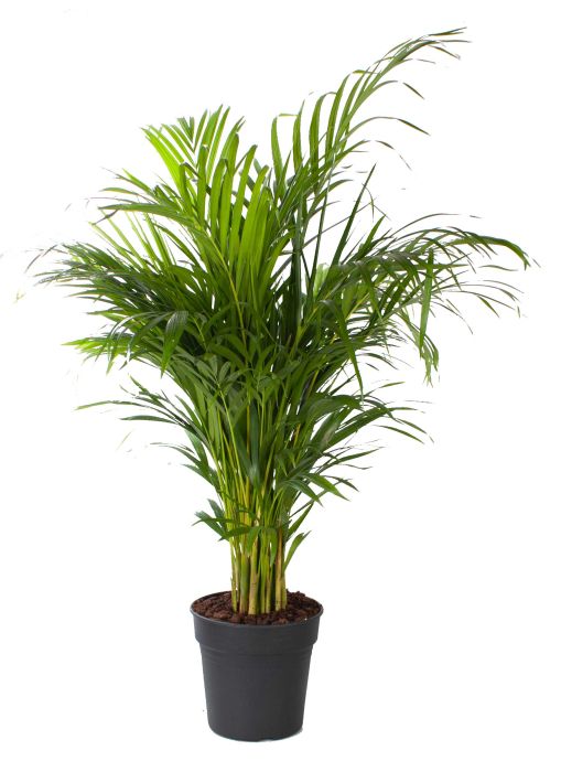 Areca palm