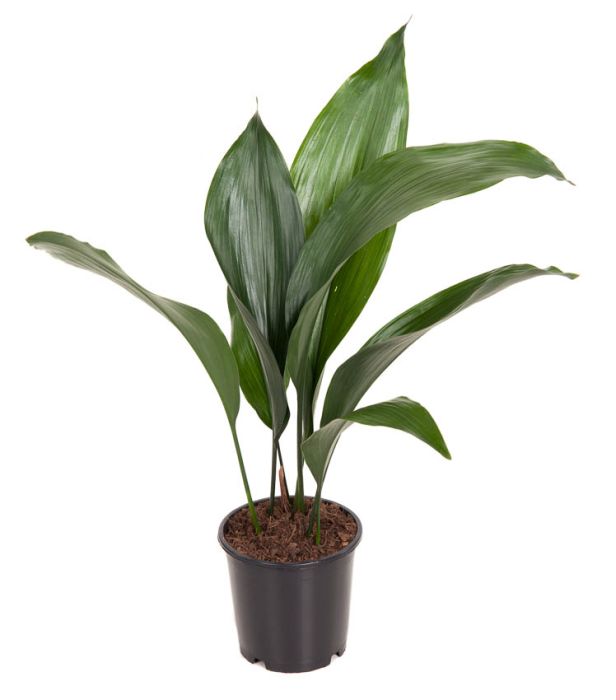 Aspidistra Elatior