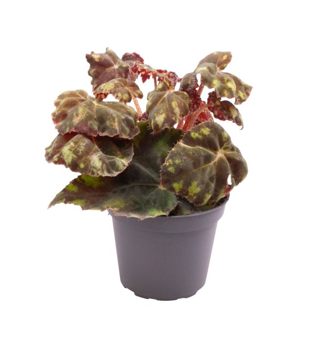 Begonia Boweri Tiger
