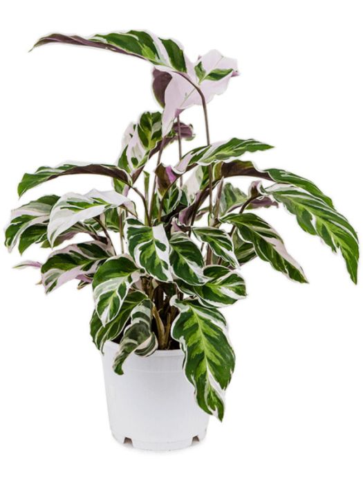 Calathea 'Fusion White'