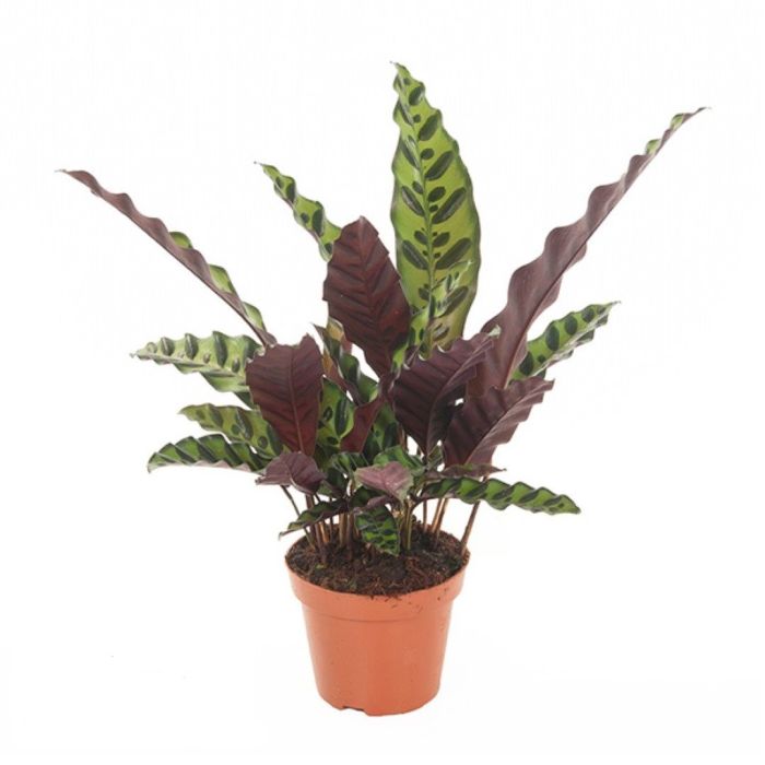 Calathea lancifolia Insignis