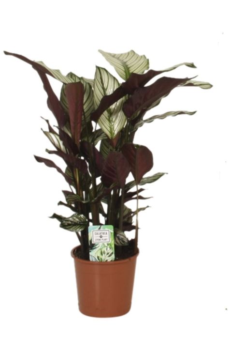 Calathea majestica 'Whitestar'