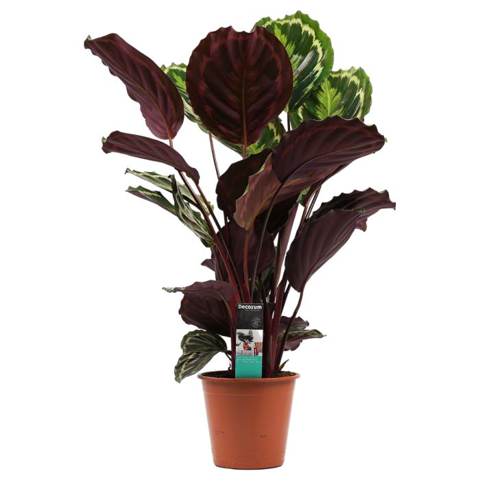 Calathea 'Medaillon'