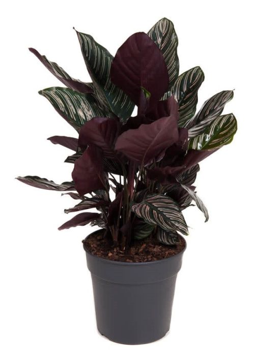 Calathea Ornata