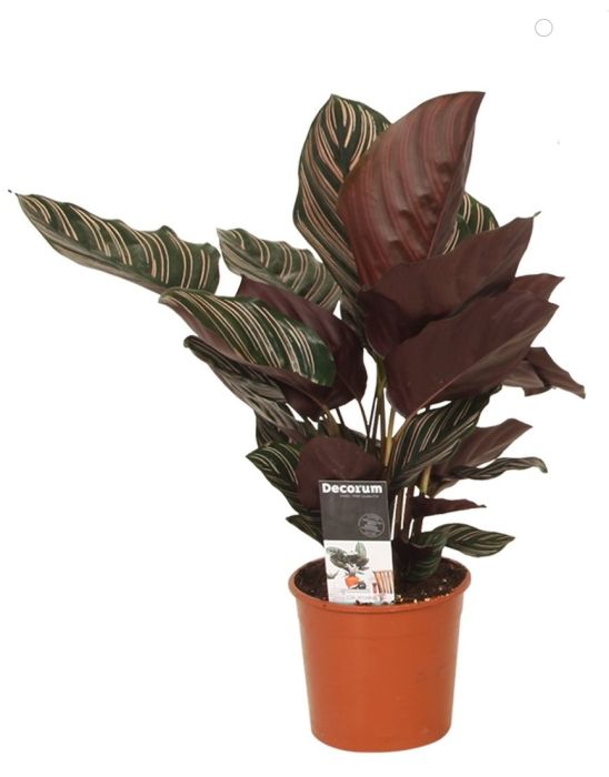 Calathea Ornata Sanderiana 