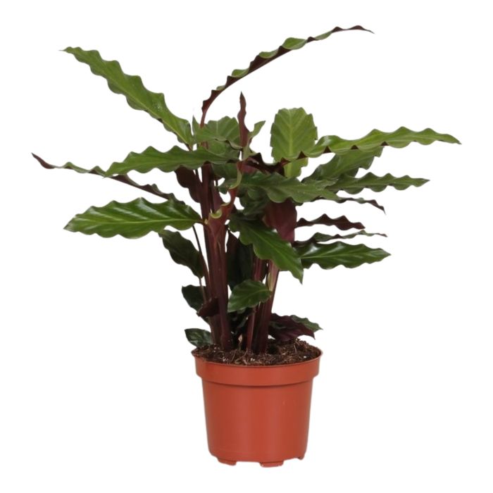 Calathea Rufibarba