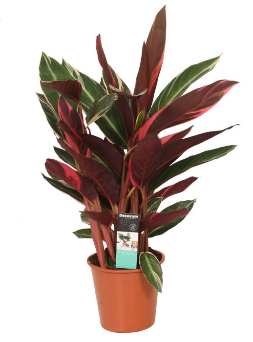 Calathea Triostar 