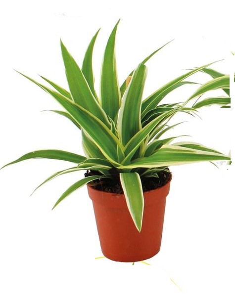 Chlorophytum comosum 'Ocean'