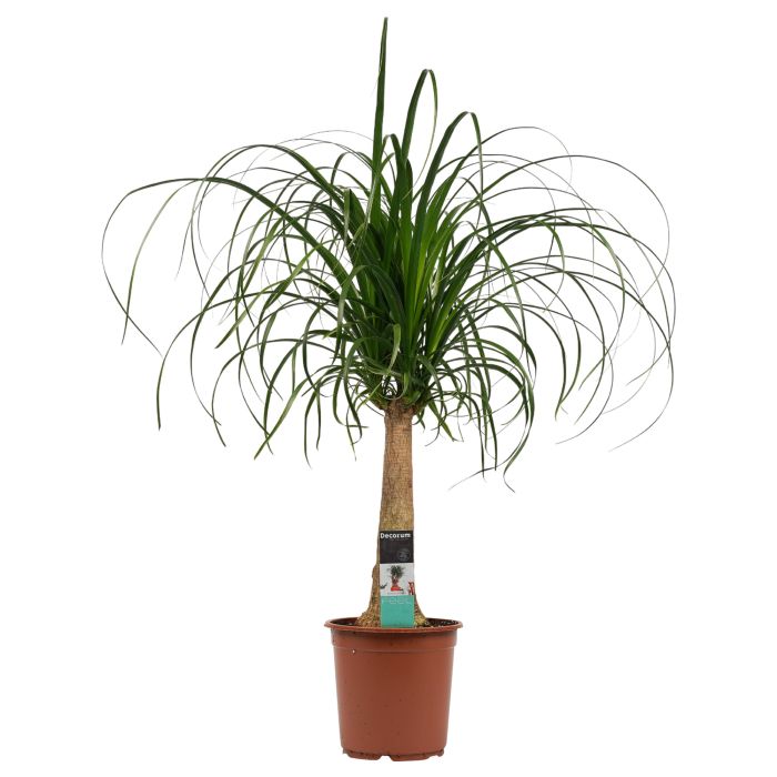 Decorum Beaucarnea (Recht )