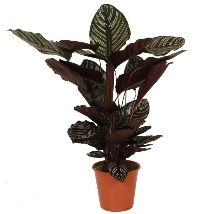 Decorum Calathea Ornata