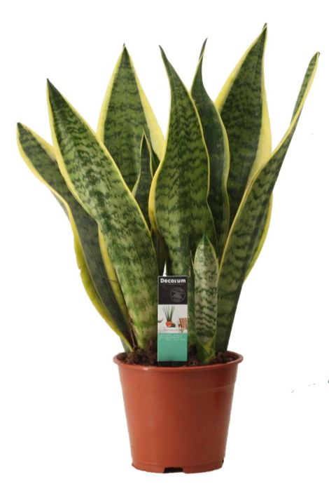 Decorum Sansevieria Superba 