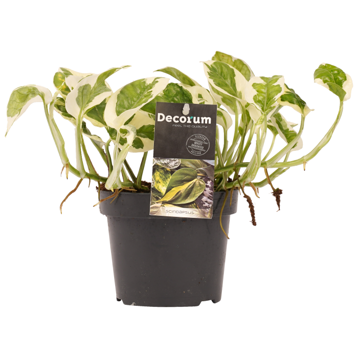 Decorum Scindapsus N'joy