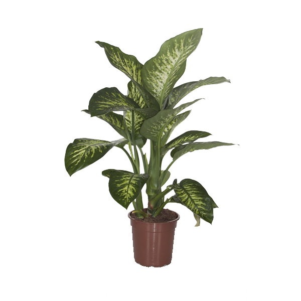 Dieffenbachia Reeva