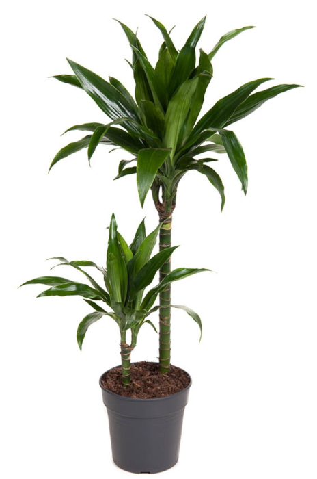 Dracaena fragrans Janet Craig