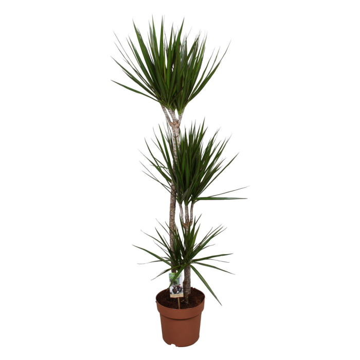 Dracaena Marginata