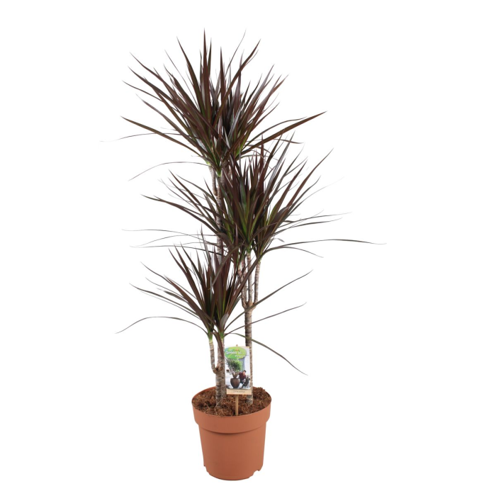 Dracaena marginata Magenta