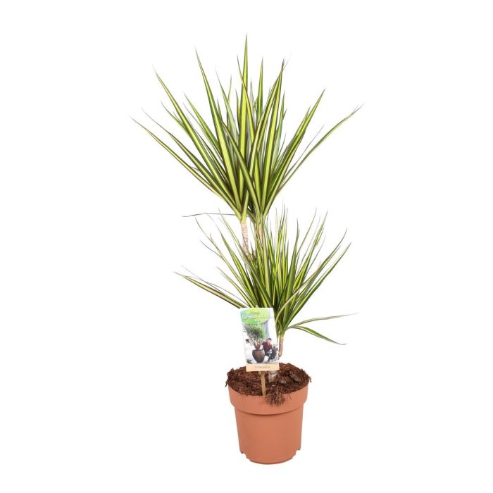 Dracaena marginata 'Sunray'