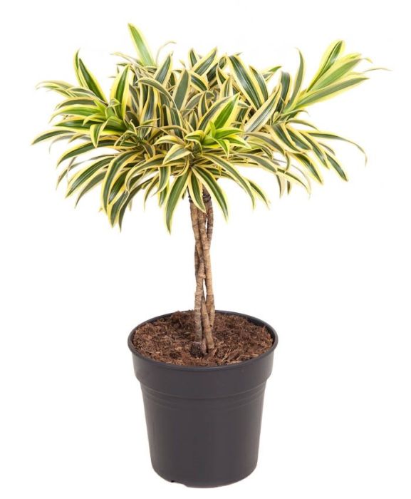 Dracaena 'Song Of India' (gevlochten stam)