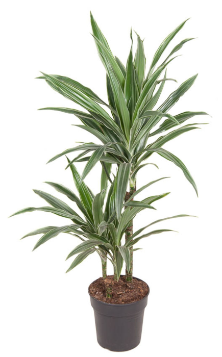 Dracaena Warneckei 