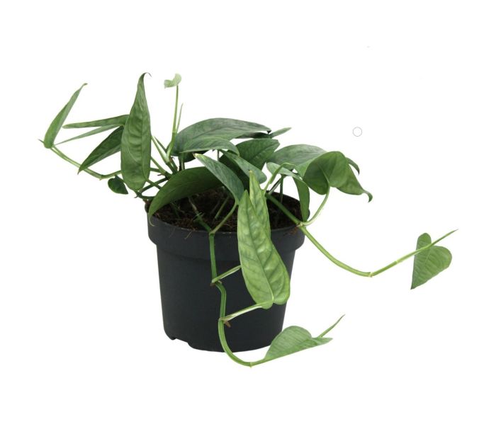 Epipremnum 'Cebu Blue'