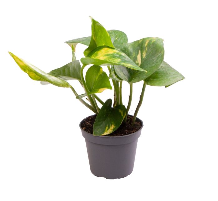 Epipremnum pinnatum 'Aureum'