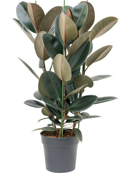 Ficus elastica 'Abidjan'