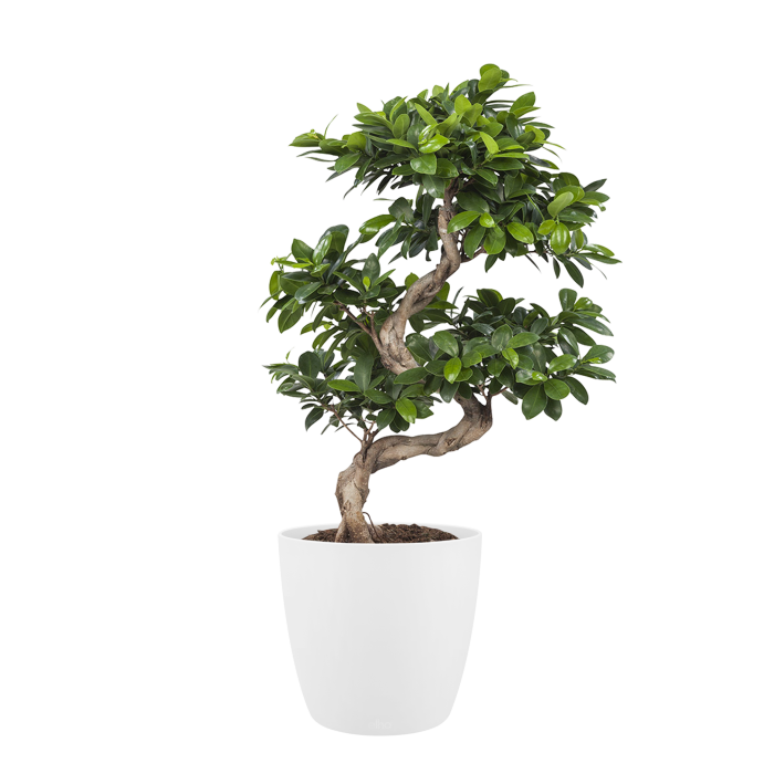Ficus Gin Seng Bonsai met Elho Brussels Round pot White