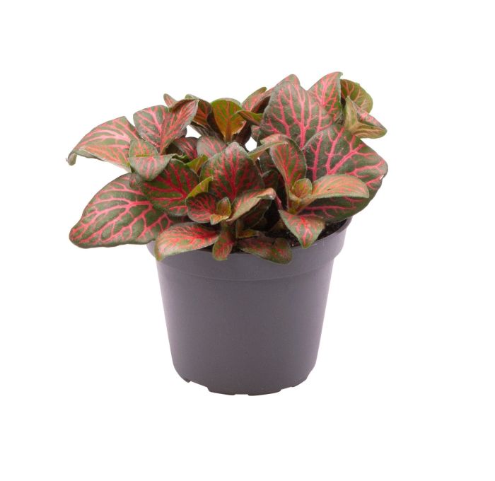 Fittonia Joly Josan Red