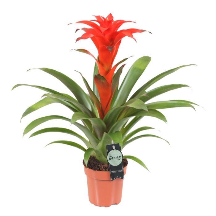 Guzmania Calypso 