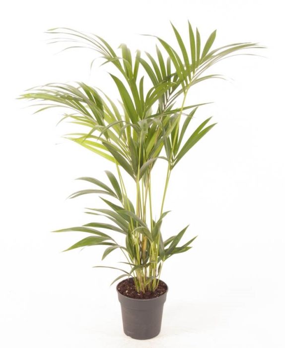 Howea forsteriana (Kentia) 