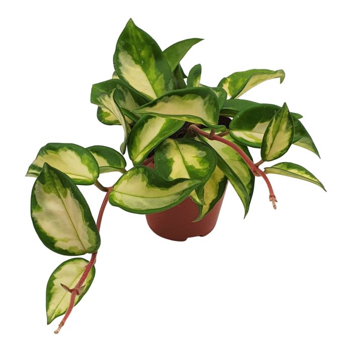 Hoya Carnosa Tricolor