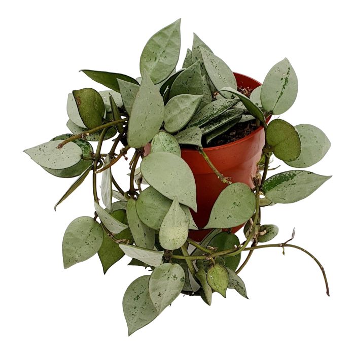 Hoya krohniana 'Eskimo'