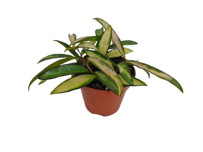 Hoya wayetii 'Tricolor'